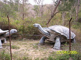 Giant Turtle at Siwalik Fossil Park Saketi HimachalPradesh
